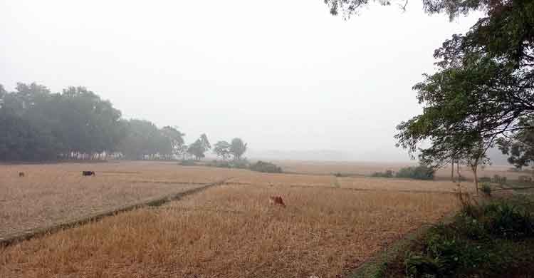 শ্রীমঙ্গলে হাঁড় কাঁপানো শীতে  বিপর্যস্ত জনজীবন