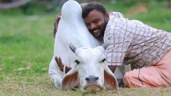 ১৪ ফেব্রুয়ারি ‘গরু জড়িয়ে ধরা দিবস’ পালন করবে ভারত