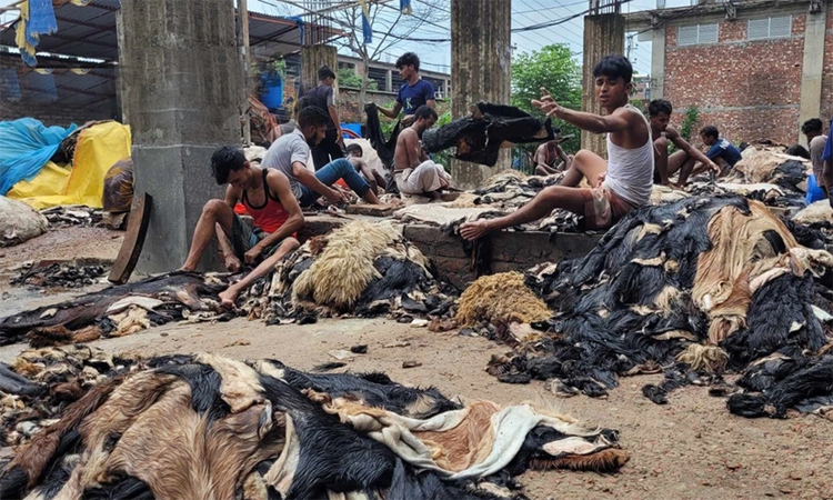 চামড়ায় লাভ নিয়ে শঙ্কায় ব্যবসায়ীরা