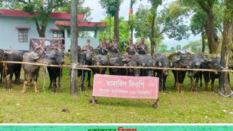 বিজিবির অভিযানে জৈন্তা সীমান্তে ৬৭ ভারতীয় মহিষ আটক