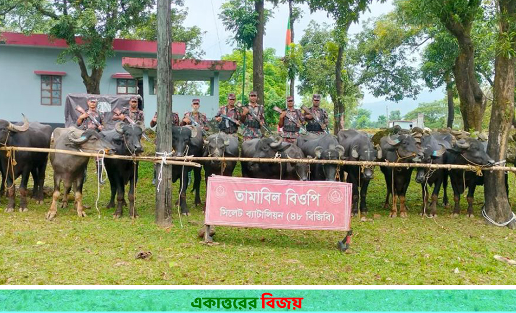 বিজিবির অভিযানে জৈন্তা সীমান্তে ৬৭ ভারতীয় মহিষ আটক