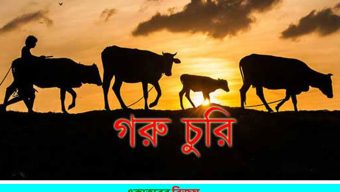 হেতিমগঞ্জে ফের চুরি, এবার খোয়া গেল ৩টি গরু